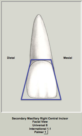 Mx Central Facial Trapezoid.png